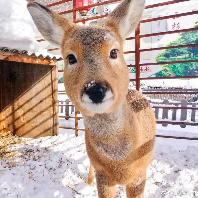 傻狍子图片 第2张
