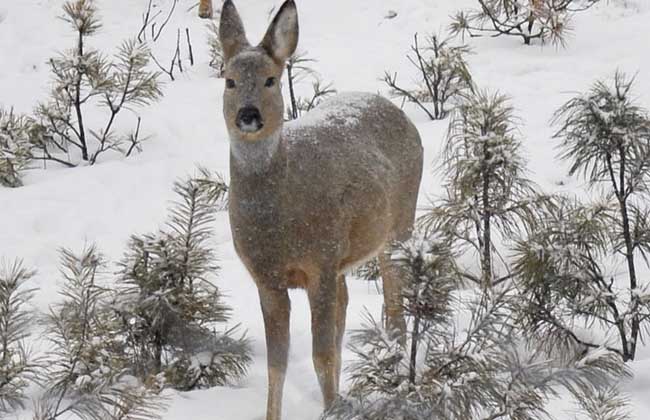 傻狍子图片 第5张