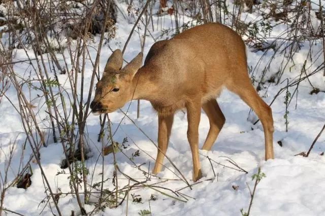 傻狍子图片 第6张