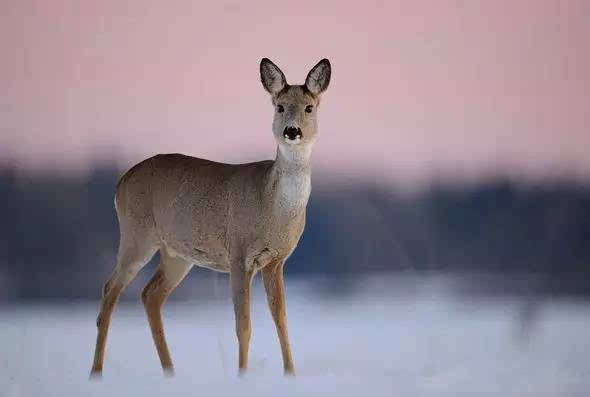 傻狍子图片 第8张