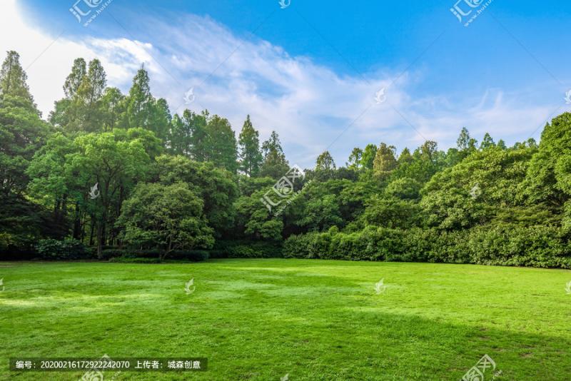 阳光草地树林美景图片 第1张