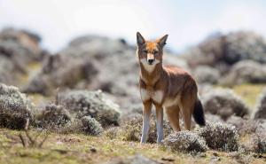 红狼图片 第2张