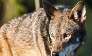 红狼图片 第4张