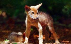 红狼图片 第3张