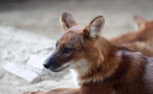 红狼图片 第7张