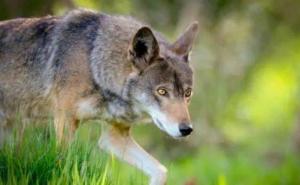 红狼图片 第6张