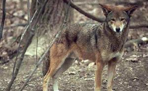 红狼图片 第5张