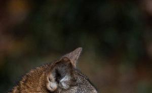 红狼图片 第8张