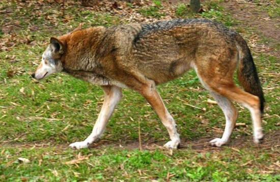 红狼图片 第9张