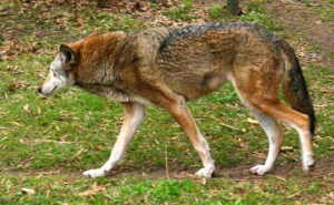 红狼图片 第9张