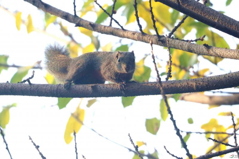 红腹松鼠图片 第1张