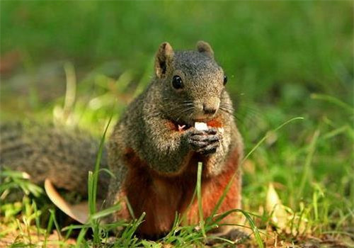 红腹松鼠图片 第3张