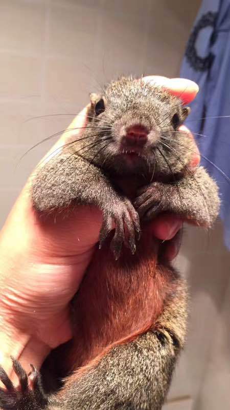 红腹松鼠图片 第2张