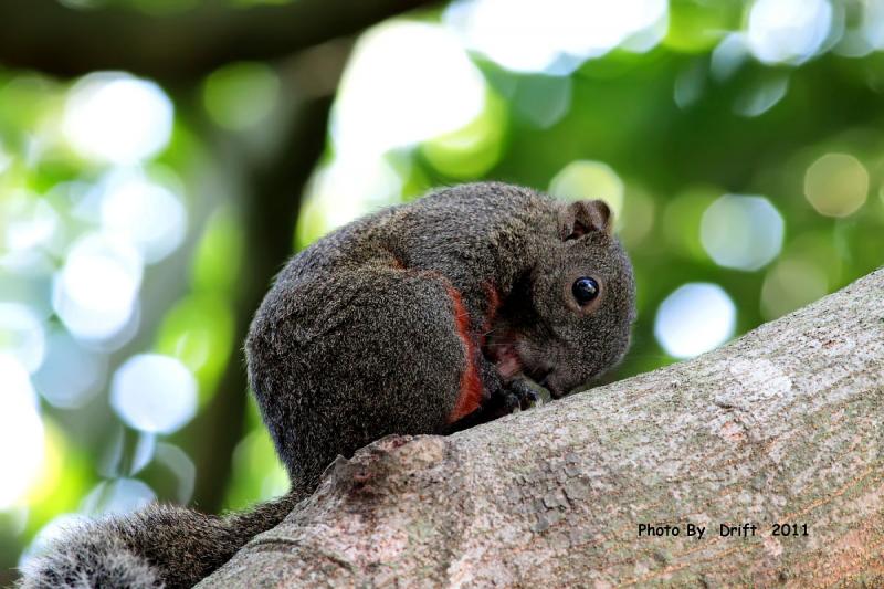 红腹松鼠图片 第5张