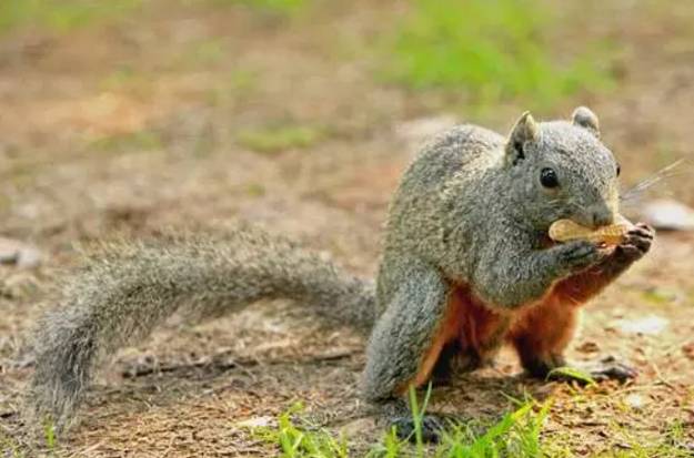 红腹松鼠图片 第6张