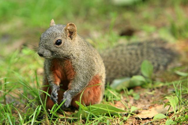 红腹松鼠图片 第7张