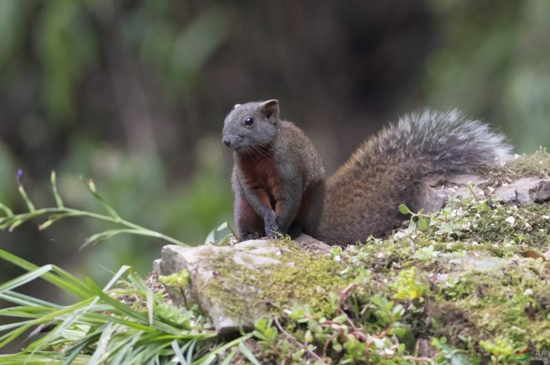 红腹松鼠图片 第8张