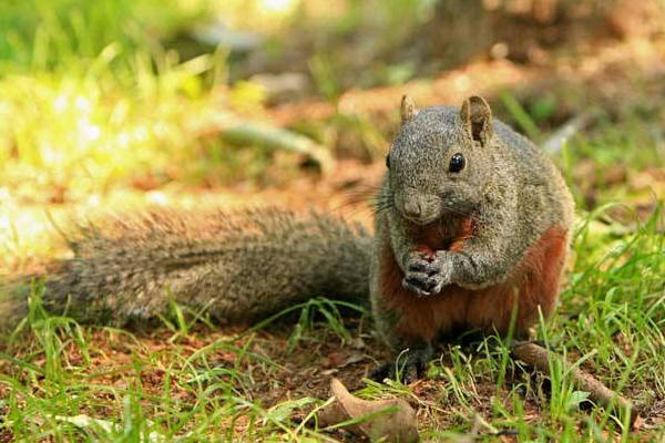 红腹松鼠图片 第9张