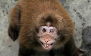 猴子笑脸图片 第4张