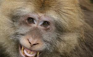 猴子笑脸图片 第3张