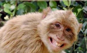 猴子笑脸图片