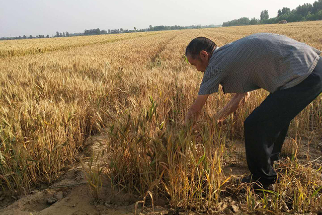 人工收麦子图片 第2张