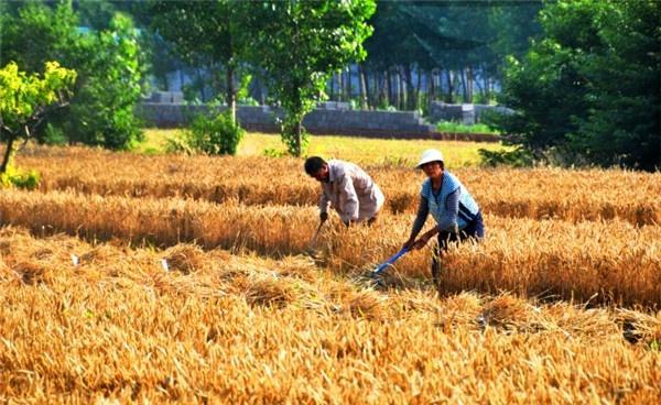 人工收麦子图片 第1张