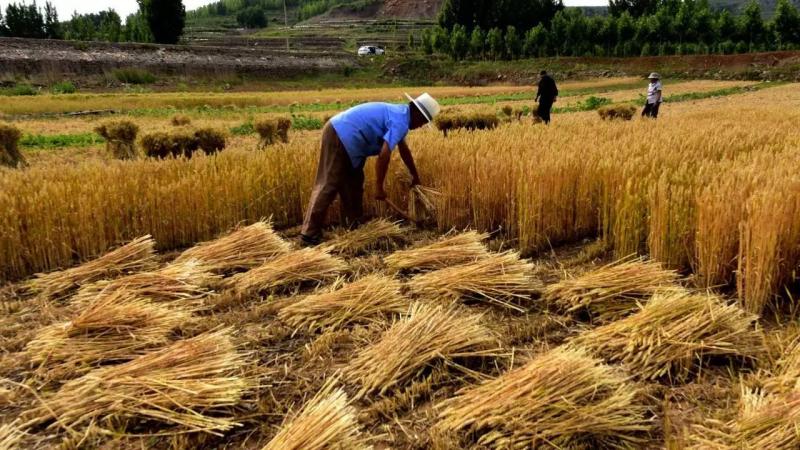 人工收麦子图片 第5张