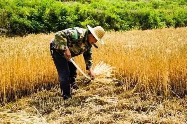 人工收麦子图片 第4张