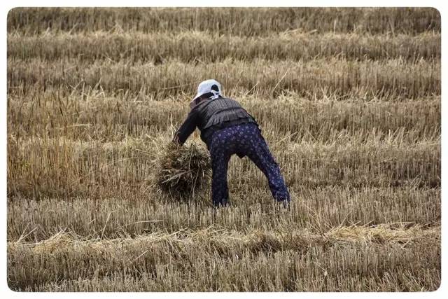 人工收麦子图片 第3张