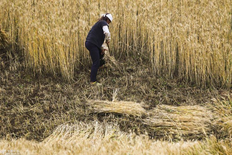 人工收麦子图片 第6张
