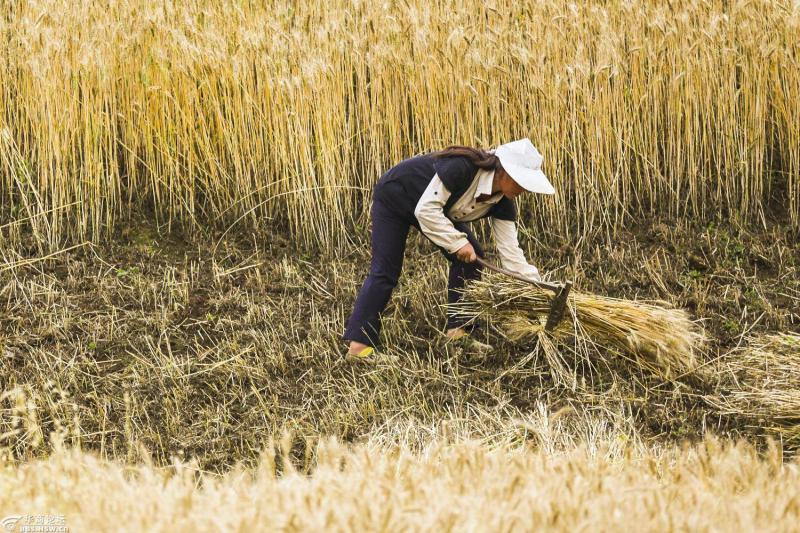人工收麦子图片 第7张