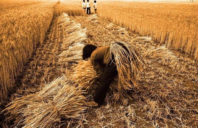 人工收麦子图片 第9张