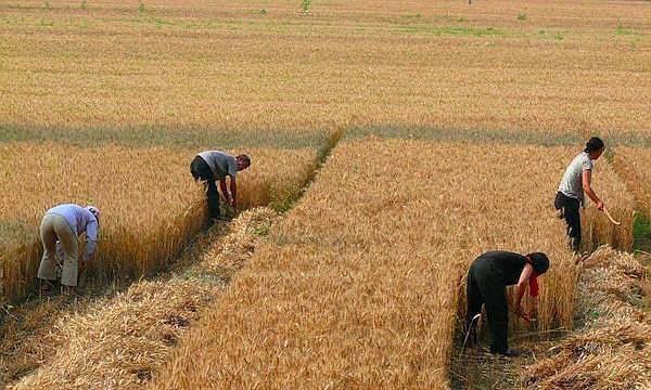 人工收麦子图片 第8张