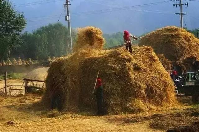 人工收麦子图片 第12张