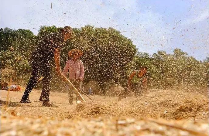 人工收麦子图片 第10张