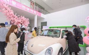 轿车欧拉芭蕾猫图片 第11张