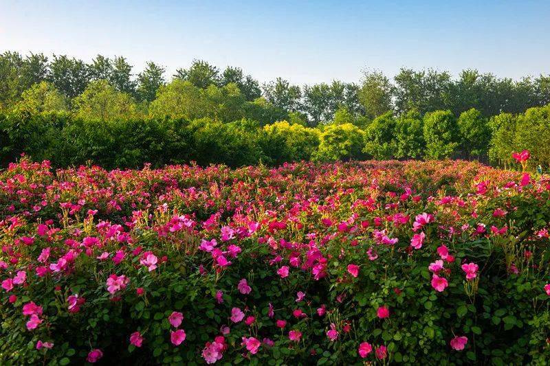 磁县标志性建筑图片 第8张